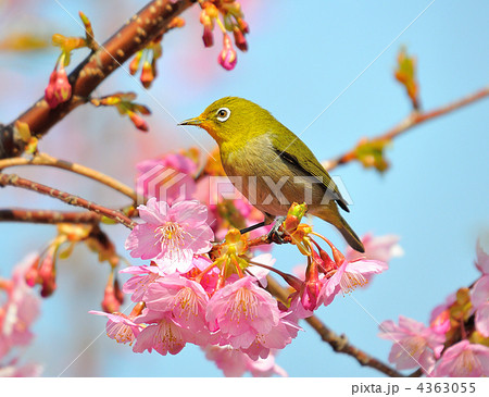 河津桜とメジロ 4363055
