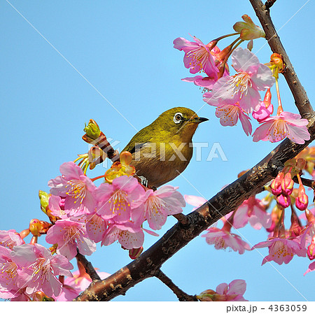 河津桜とメジロ 4363059
