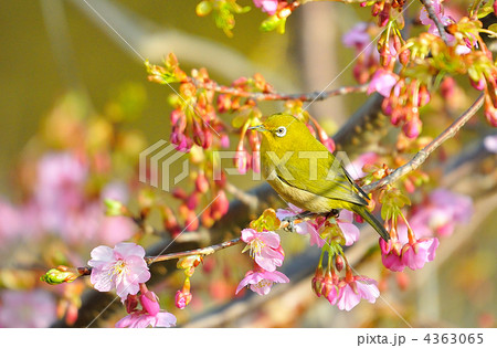 河津桜とメジロ 4363065