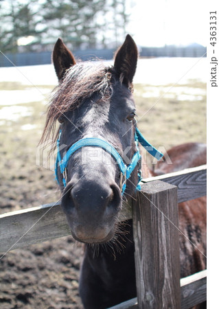 北海道の牧場　柵に顔を乗せる馬 4363131