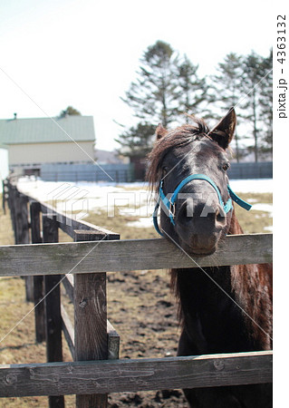 北海道の牧場　柵のところまで来てくれた馬 4363132