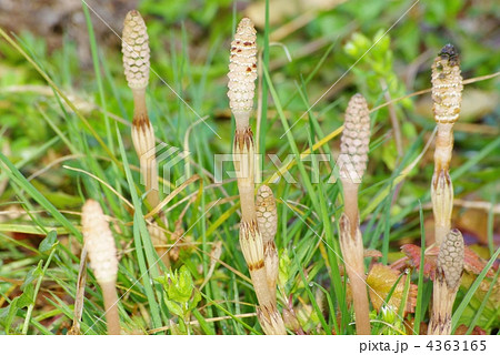 ツクシ 4363165