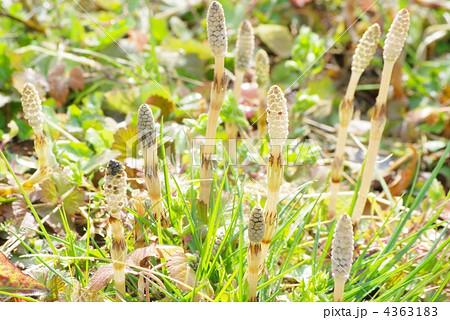 ツクシ 4363183