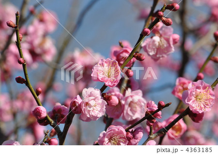 淡いピンク色の未開紅 淡いピンク色の未開紅 4363185