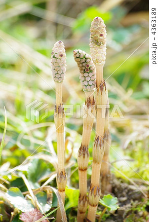 つくし つくし 4363189