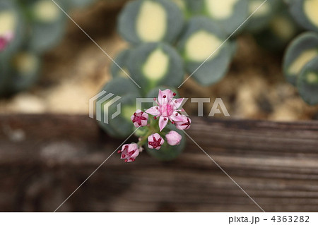 斑入りミセバヤ 4363282