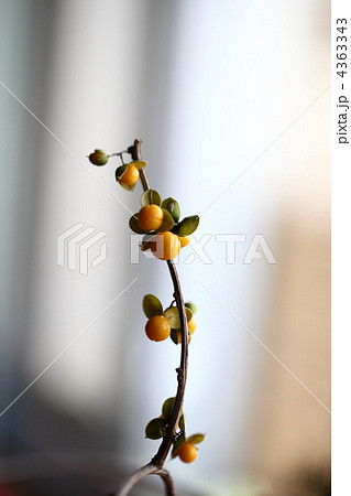 ツルウメモドキ ツルウメモドキ 4363343