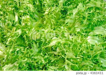 エンダイブ エンダイブ 4363431