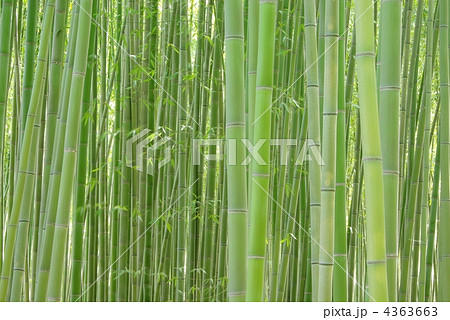 竹林 4363663