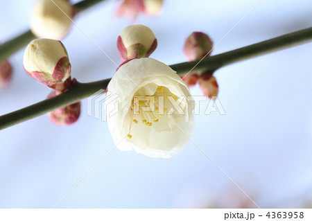 玉牡丹（たまぼたん） 4363958