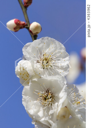 玉牡丹(たまぼたん) 玉牡丹(たまぼたん) 4363962