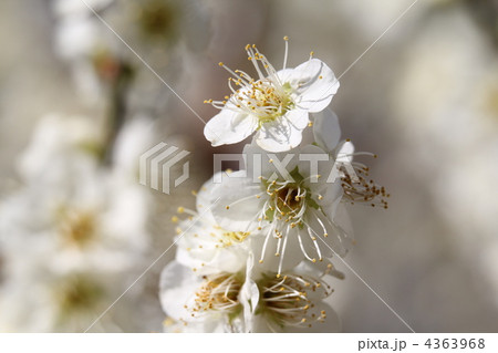 緑萼(りょくがく) 緑萼(りょくがく) 4363968