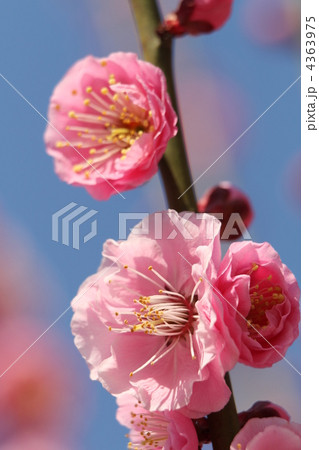 八重千鳥(やえちどり) 八重千鳥(やえちどり) 4363975