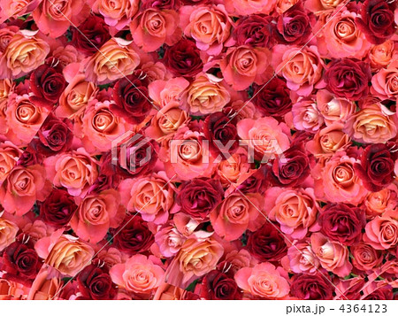 薔薇 薔薇 4364123