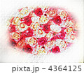 薔薇 4364125
