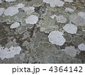 苔むす石床 4364142