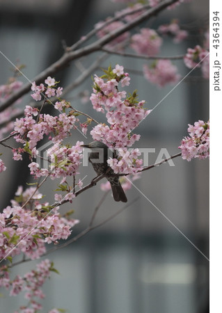 河津桜と鳥 4364394
