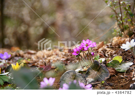 3月　ユキワリソウ・キンポウゲ科50 4364782