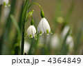 スノーフレーク 4364849