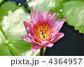バンコク　王宮の蓮 4364957