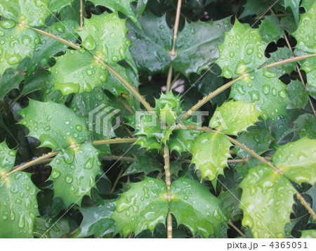 ヒイラギナンテンと雨模様 4365051