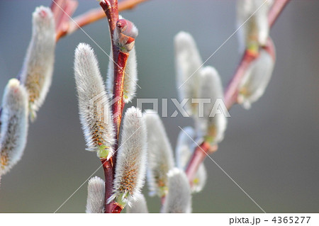 ネコヤナギの花穂 4365277