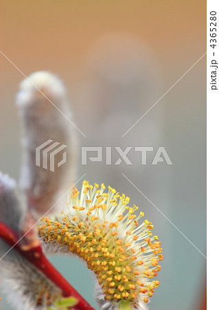 ネコヤナギの花穂 4365280