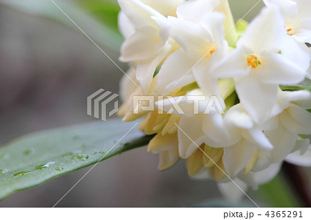 沈丁花の花 沈丁花の花 4365291