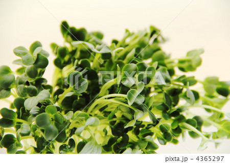 カイワレ カイワレ 4365297