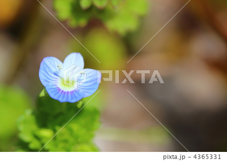 大犬の陰嚢 大犬の陰嚢 4365331