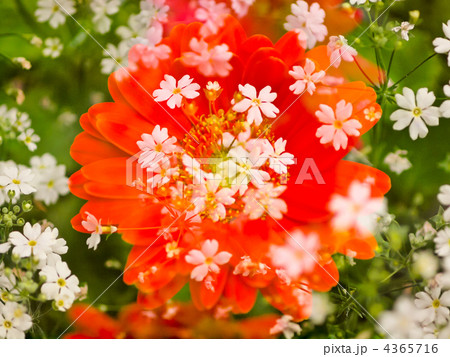 植物 花 多重露光撮影の写真素材