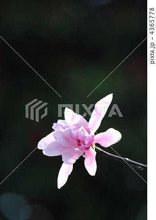 ピンクのコブシ 4365778