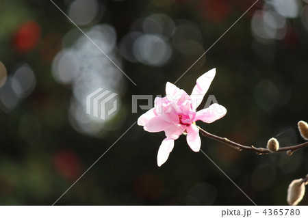 ピンクのコブシ 4365780