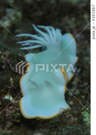 ウミウシ ウミウシ 4365867