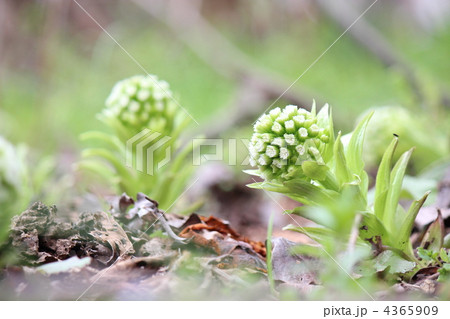 フキノトウ 4365909
