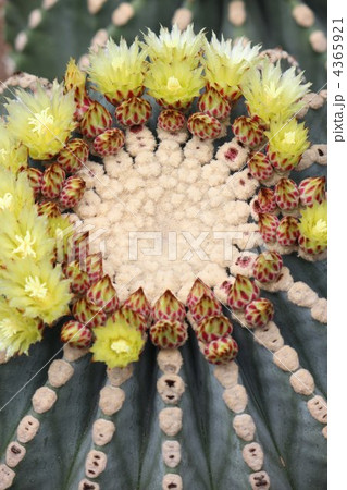 金鯱 金鯱 4365921