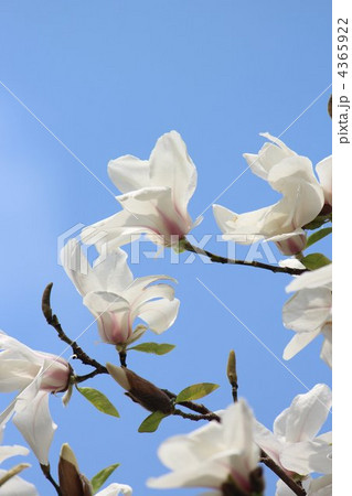 辛夷の花 4365922