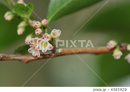 ヒサカキ雌花 ヒサカキ雌花 4365929