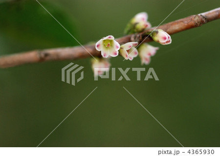 ヒサカキ雌花 4365930