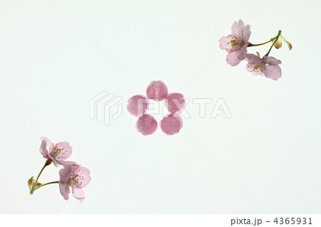 河津桜 4365931