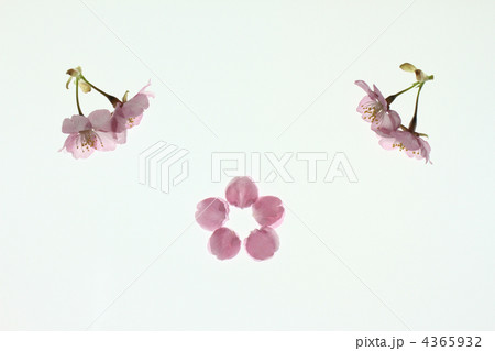 河津桜１ 4365932