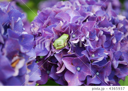 紫陽花と蛙 紫陽花と蛙 4365937