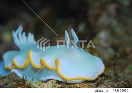 ウミウシ 4365996