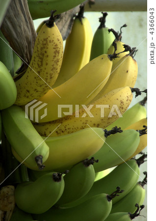 バナナ 4366043