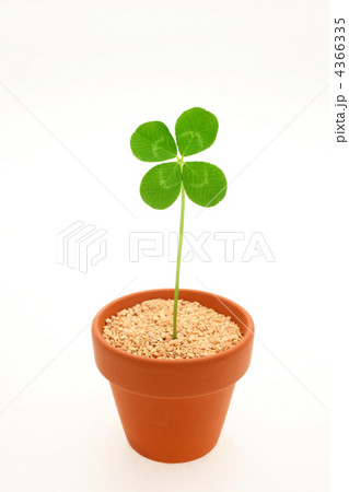 四つ葉のクローバー 4366335