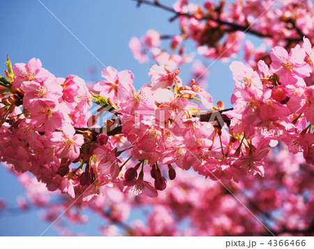 河津桜 4366466