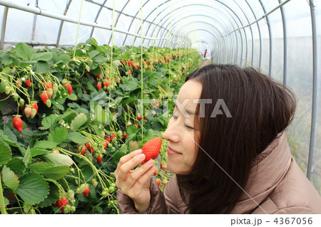 いちご狩り 4367056