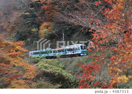 紅葉の中を走る叡山電鉄 紅葉の中を走る叡山電鉄 4367313
