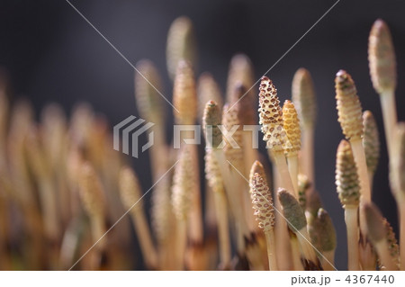 芽を出した土筆 芽を出した土筆 4367440