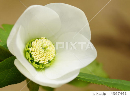 クリスマスローズ 4367441